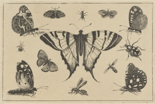 Ilustracja botaniczna. Przedstawia owady. Każdy okaz narysowany jest bardzo dokładnie, z dbałością o każdy element. Jest to przedstawienia chrząszcza Grabarza w różnych wzornikach graficznych. 

