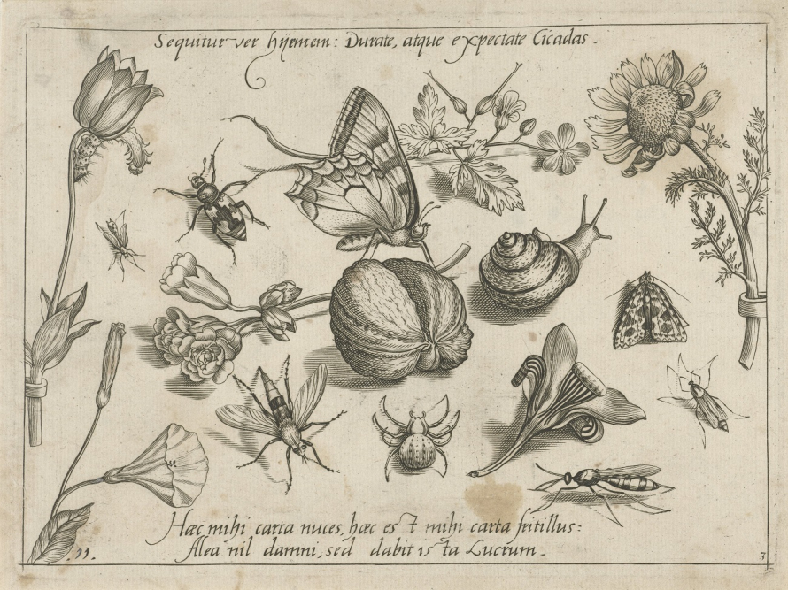 Ilustracja botaniczna. Przedstawia kwiaty i owady. Każdy okaz narysowany jest bardzo dokładnie, z dbałością o każdy element.