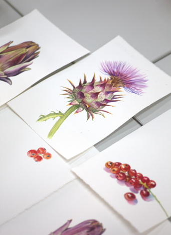 Zajęcia z ilustracji botanicznej, rośliny, farby.